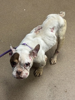 Shelter Stray Female Dog last seen Near East Conley Road Conley, 30288, 30288, GA, 3280 Chamblee Dunwoody Rd, Chamblee, GA 30341, USA