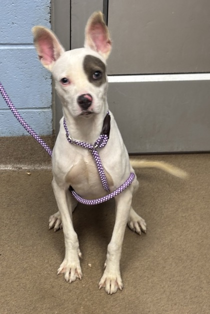 Shelter Stray Female Dog last seen Near Meadowood Terrace 25, 30038, GA, 3280 Chamblee Dunwoody Rd, Chamblee, GA 30341, USA