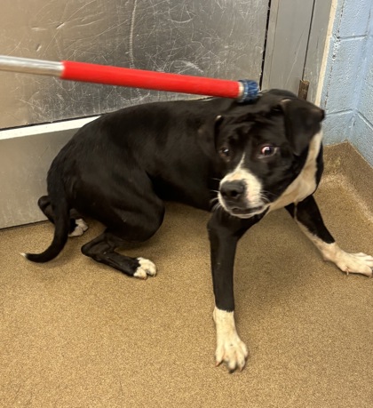 Shelter Stray Male Dog last seen , , GA, 3280 Chamblee Dunwoody Rd, Chamblee, GA 30341, USA