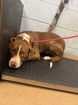 Shelter Stray Female Dog last seen , , GA, 3280 Chamblee Dunwoody Rd, Chamblee, GA 30341, USA