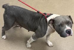 Shelter Stray Female Dog last seen , , GA, 3280 Chamblee Dunwoody Rd, Chamblee, GA 30341, USA