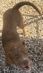 Shelter Stray Male Dog last seen , , GA, 3280 Chamblee Dunwoody Rd, Chamblee, GA 30341, USA