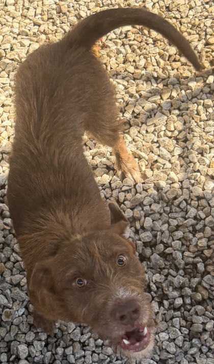 Shelter Stray Male Dog last seen , , GA, 3280 Chamblee Dunwoody Rd, Chamblee, GA 30341, USA