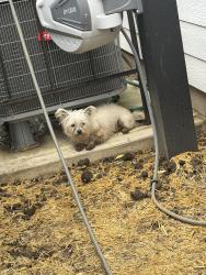 Found/Stray Unknown Dog last seen 34th and Illinois, Indianapolis, IN 46208