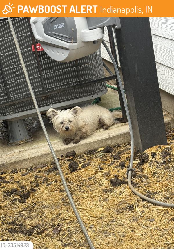 Found/Stray Unknown Dog last seen 34th and Illinois, Indianapolis, IN 46208