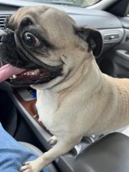 Found/Stray Female Dog last seen Forest Bend and Evera Road, San Antonio, TX 78238