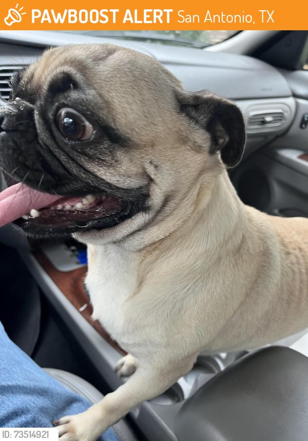 Found/Stray Female Dog last seen Forest Bend and Evera Road, San Antonio, TX 78238
