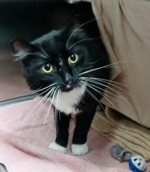 Shelter Stray Male Cat last seen Near Clifton Ave, Baltimore, MD 21216, 21216, MD, 2490 Giles Rd, Baltimore, MD 21225, USA