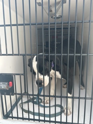 Shelter Stray Female Dog last seen Near Houston St, City of Knoxville ASO, TN, 3201 Division St, Knoxville, TN 37919, USA