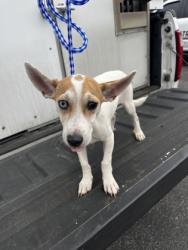 Shelter Stray Male Dog last seen Near Holly st, City of Georgetown, TX, 1855 SE Inner Loop, Georgetown, TX 78626, USA