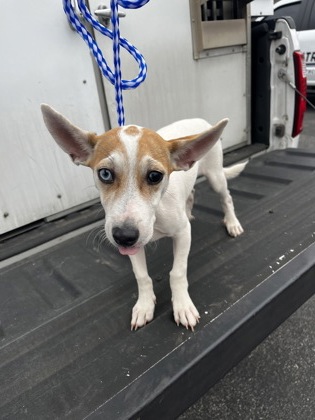Shelter Stray Male Dog last seen Near Holly st, City of Georgetown, TX, 1855 SE Inner Loop, Georgetown, TX 78626, USA