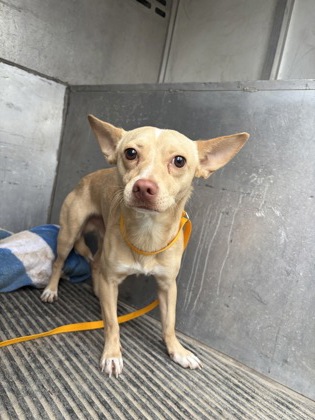 Shelter Stray Male Dog last seen SE Inner Loop and Maple, City of Georgetown, TX, 1855 SE Inner Loop, Georgetown, TX 78626, USA
