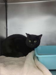 Shelter Stray Unknown Cat last seen City Center Dr and Kinzer Ave, Carmel City, IN, 10501 Hague Rd, Fishers, IN 46038, USA
