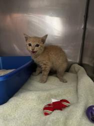 Shelter Stray Unknown Cat last seen Near Dandborn Dr, Westfield City, IN, 10501 Hague Rd, Fishers, IN 46038, USA
