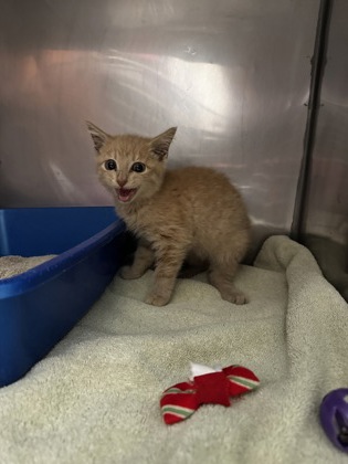 Shelter Stray Unknown Cat last seen Near Dandborn Dr, Westfield City, IN, 10501 Hague Rd, Fishers, IN 46038, USA