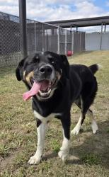 Shelter Stray Male Dog last seen Near Cool Springs rd, Ernul, NC, 1639 Old Airport Rd, New Bern, NC 28562, USA