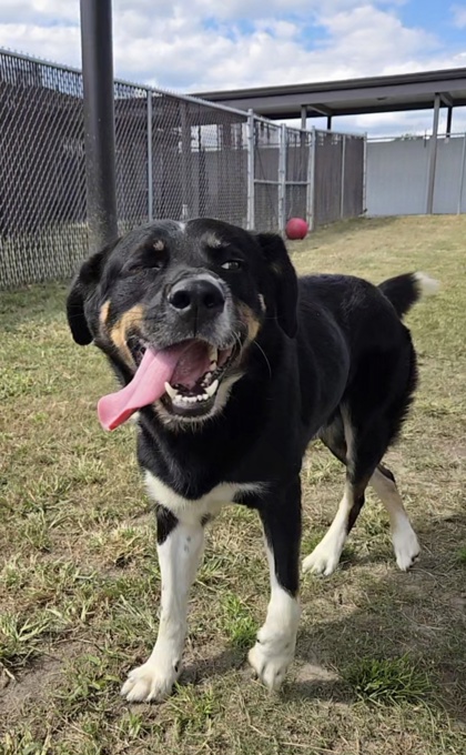 Shelter Stray Male Dog last seen Near Cool Springs rd, Ernul, NC, 1639 Old Airport Rd, New Bern, NC 28562, USA
