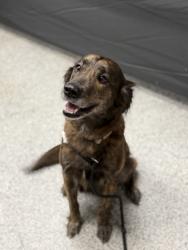 Shelter Stray Female Dog last seen NWCMS ROAD, New Bern,, 1639 Old Airport Rd, New Bern, NC 28562, USA