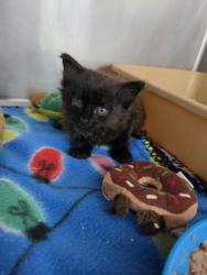 Shelter Stray Male Cat last seen bayleaf road, Pamlico County, NC, 1639 Old Airport Rd, New Bern, NC 28562, USA