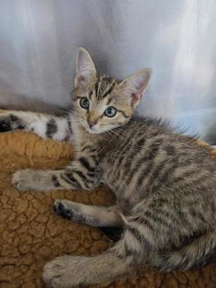 Shelter Stray Female Cat last seen bayleaf road, Pamlico County, NC, 1639 Old Airport Rd, New Bern, NC 28562, USA