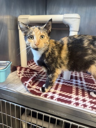 Shelter Stray Female Cat last seen Near Comet Dr, New Bern City Limits, NC, 1639 Old Airport Rd, New Bern, NC 28562, USA