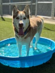 Shelter Stray Male Dog last seen Near Holly Ridge Rd, Dallas, NC, 1491 Business Park Ct, Gastonia, NC 28052, USA