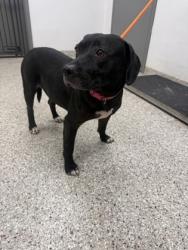 Shelter Stray Female Dog last seen Near Sellerstown Rd, County/Unicorporated, NC, 1491 Business Park Ct, Gastonia, NC 28052, USA