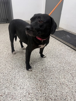 Shelter Stray Female Dog last seen Near Sellerstown Rd, County/Unicorporated, NC, 1491 Business Park Ct, Gastonia, NC 28052, USA