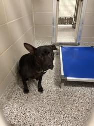 Shelter Stray Female Dog last seen Near S Hawthorne st, Mt. Holly, NC, 1491 Business Park Ct, Gastonia, NC 28052, USA