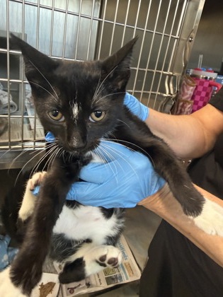 Shelter Stray Female Cat last seen , Caddo Parish, LA, 1500 Monty St, Shreveport, LA 71107, USA
