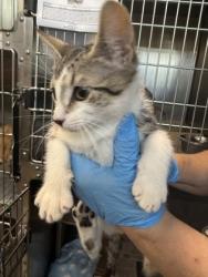 Shelter Stray Female Cat last seen , Caddo Parish, LA, 1500 Monty St, Shreveport, LA 71107, USA