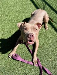 Shelter Stray Female Dog last seen Near E 147, 5th District, OH, 9203 Detroit Ave, Cleveland, OH 44102, USA