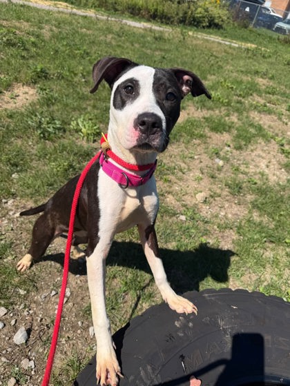 Shelter Stray Female Dog last seen Near Empire, 5th District, OH, 9203 Detroit Ave, Cleveland, OH 44102, USA