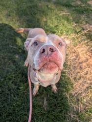 Shelter Stray Male Dog last seen Near W 94, 1st District, OH, 9203 Detroit Ave, Cleveland, OH 44102, USA