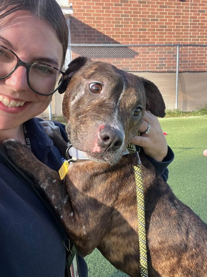 Shelter Stray Female Dog last seen , , OH, 9203 Detroit Ave, Cleveland, OH 44102, USA
