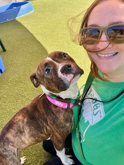 Shelter Stray Female Dog last seen , , OH, 9203 Detroit Ave, Cleveland, OH 44102, USA