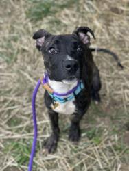 Shelter Stray Male Dog last seen Near Jo Ann, 4th District, OH, 9203 Detroit Ave, Cleveland, OH 44102, USA