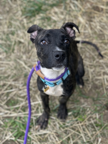 Shelter Stray Male Dog last seen Near Jo Ann, 4th District, OH, 9203 Detroit Ave, Cleveland, OH 44102, USA