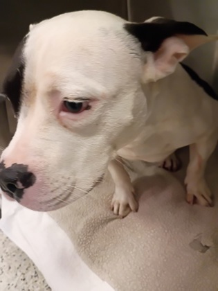 Shelter Stray Female Dog last seen 3429candlewood Dr G, East Point, GA, 1251 Fulton Industrial Blvd NW, Atlanta, GA 30336, USA