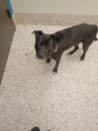 Shelter Stray Male Dog last seen Near sims st, Palmetto, GA, 1251 Fulton Industrial Blvd NW, Atlanta, GA 30336, USA