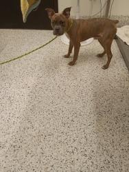 Shelter Stray Male Dog last seen Near BOULEVARD SE, Atlanta, GA, 1251 Fulton Industrial Blvd NW, Atlanta, GA 30336, USA