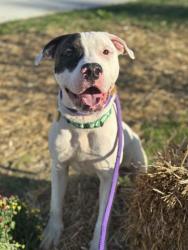 Shelter Stray Male Dog last seen Near e 38, 3rd District, OH, 9203 Detroit Ave, Cleveland, OH 44102, USA