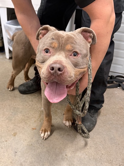 Shelter Stray Male Dog last seen E 66 & Chester, 3rd District, OH, 9203 Detroit Ave, Cleveland, OH 44102, USA