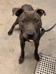 Shelter Stray Female Dog last seen Near Trafalgar, 5th District, OH, 9203 Detroit Ave, Cleveland, OH 44102, USA