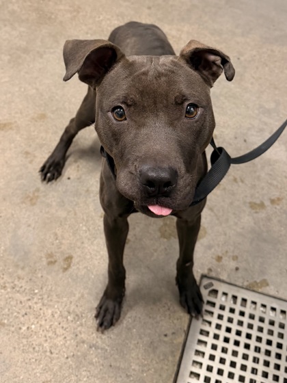 Shelter Stray Female Dog last seen Near Trafalgar, 5th District, OH, 9203 Detroit Ave, Cleveland, OH 44102, USA