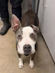 Shelter Stray Female Dog last seen Near Bryant, 5th District, OH, 9203 Detroit Ave, Cleveland, OH 44102, USA
