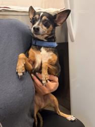 Shelter Stray Female Dog last seen W 44 & Clark, 2nd District, OH, 9203 Detroit Ave, Cleveland, OH 44102, USA