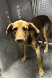 Shelter Stray Female Dog last seen Near MC KINLEY AVE, North District,, 355 Hillshire Dr, Haslet, TX 76052, USA