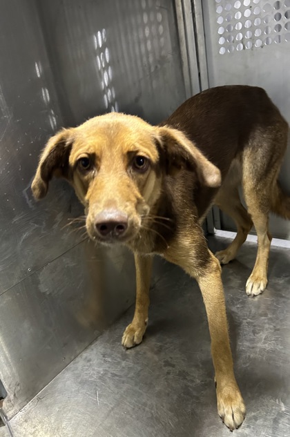 Shelter Stray Female Dog last seen Near MC KINLEY AVE, North District,, 355 Hillshire Dr, Haslet, TX 76052, USA