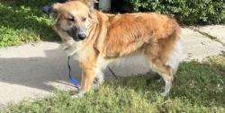 Shelter Stray Male Dog last seen Near Rimstone Dr, West District, TX, 355 Hillshire Dr, Haslet, TX 76052, USA
